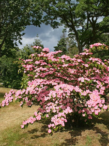 Cornus+dogwood+shrub