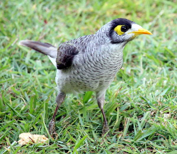 Noisy Miner 3