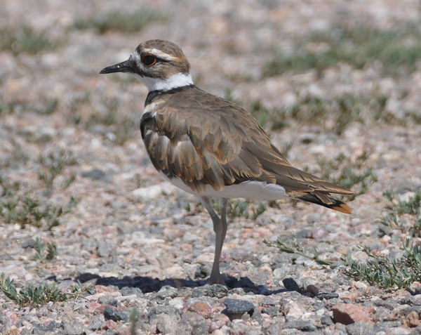 Killdeer