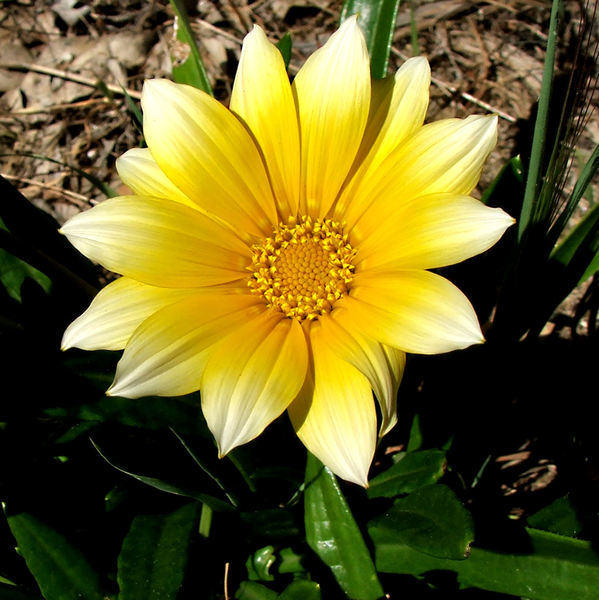 gazania sunlight2