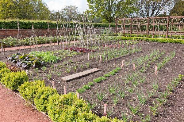 Vegetable garden in spring