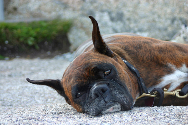 Bored Boxer