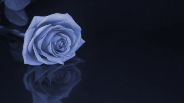 Blue Rose