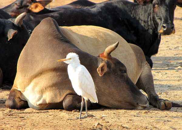 Cattle Egret