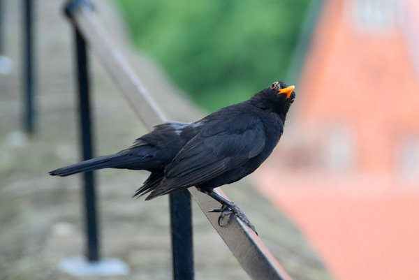 Common Blackbird