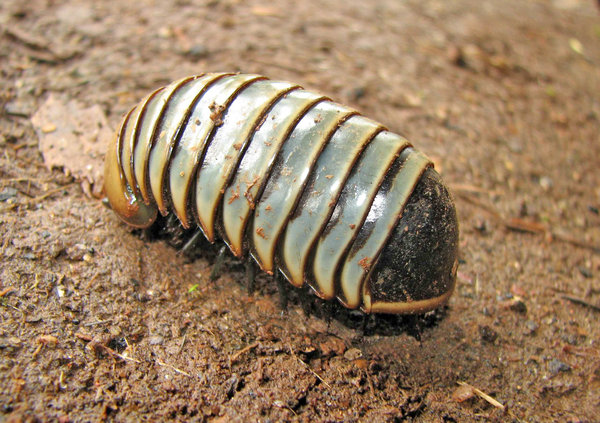 Pill Millipede