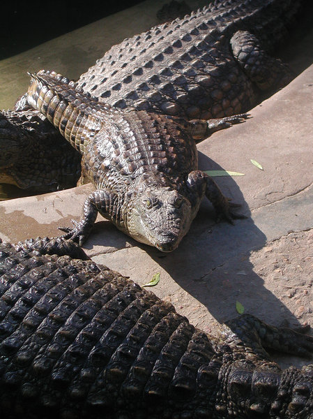 Lazy crocs