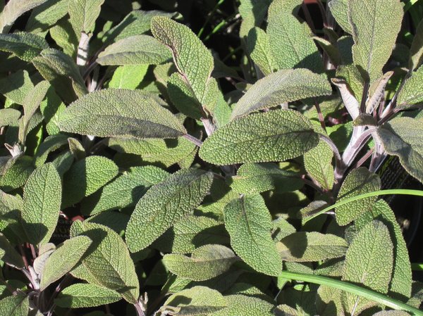 organic purple sage plants