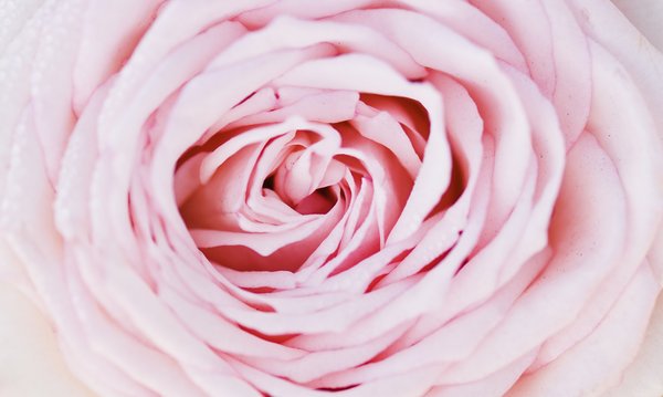 Rose heaven pink