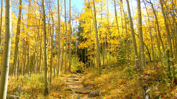 Colorado Aspen