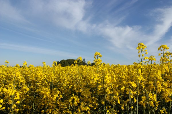 Rape field