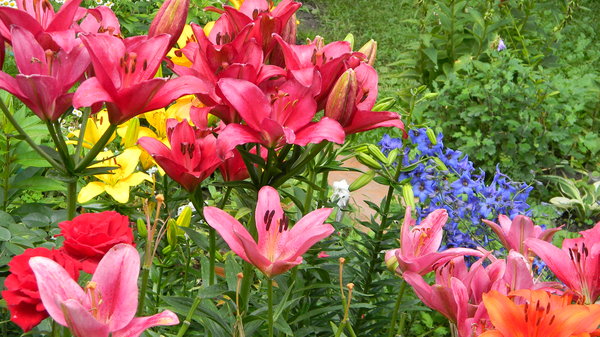 Nadia's Lilies