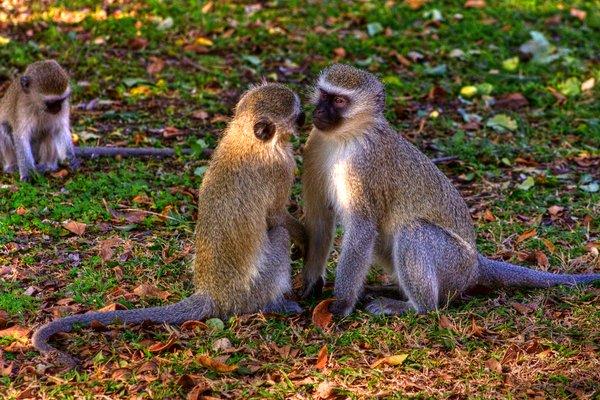 Vervet Monkeys