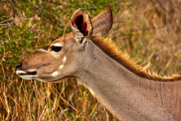 Kudu Female