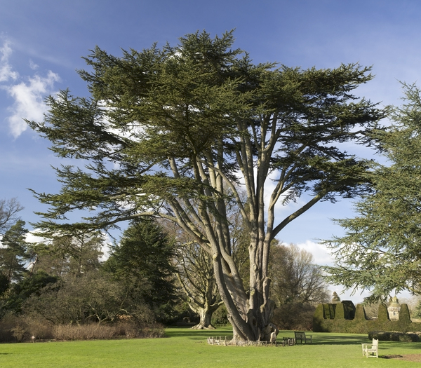 Cedar of Lebanon