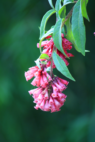 flower pink