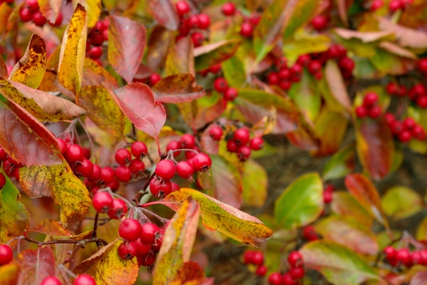 Red berries and autumn leafs