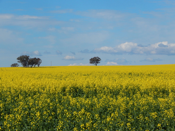 agriculture