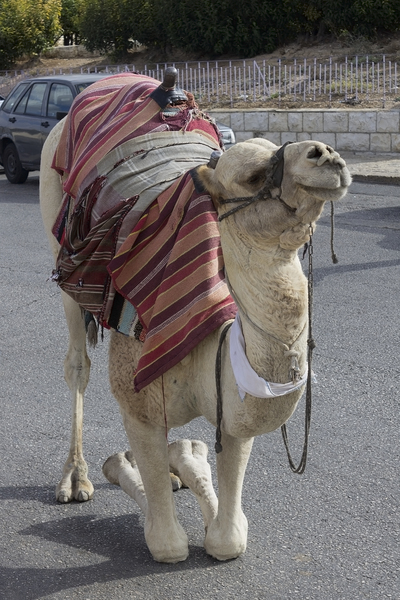 Camel