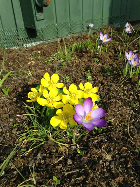 Aconite & Crocuses