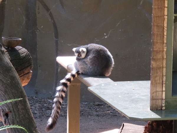 Ringtail Lemur