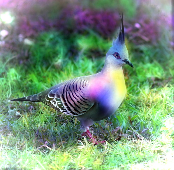 Crested Pigeon